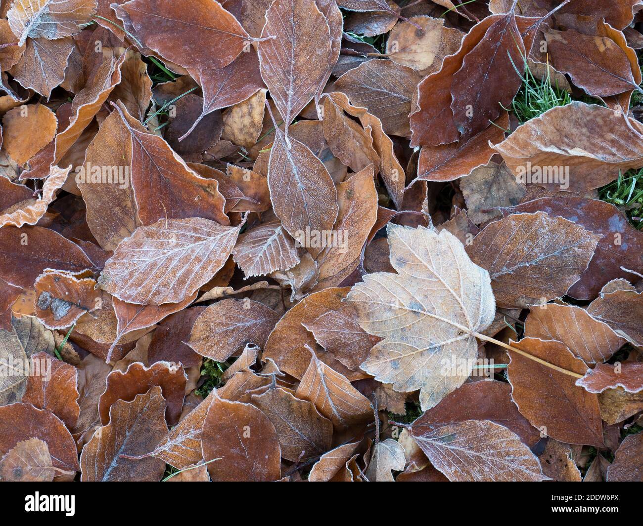 Fallen Autumn leaves edged with light frost Stock Photo