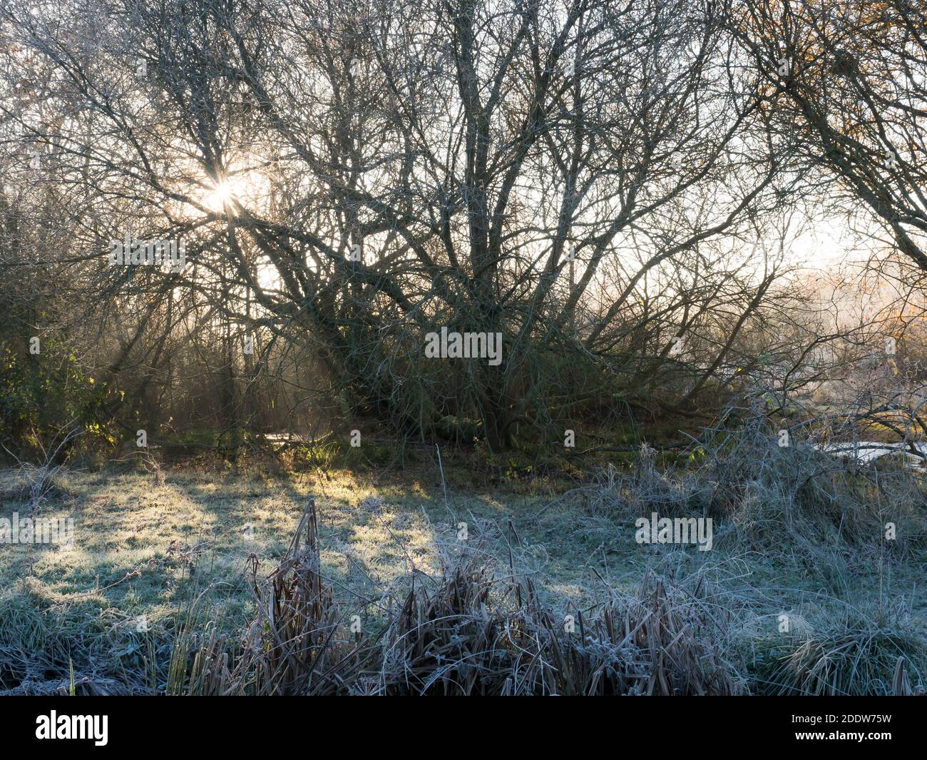Surrey heathland with frost through trees during the morning golden hour. Stock Photo
