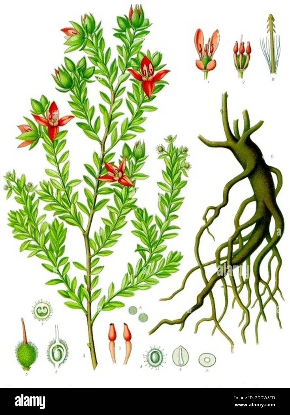 Krameria lappacea - Köhler–s Medizinal-Pflanzen-084. Stock Photo