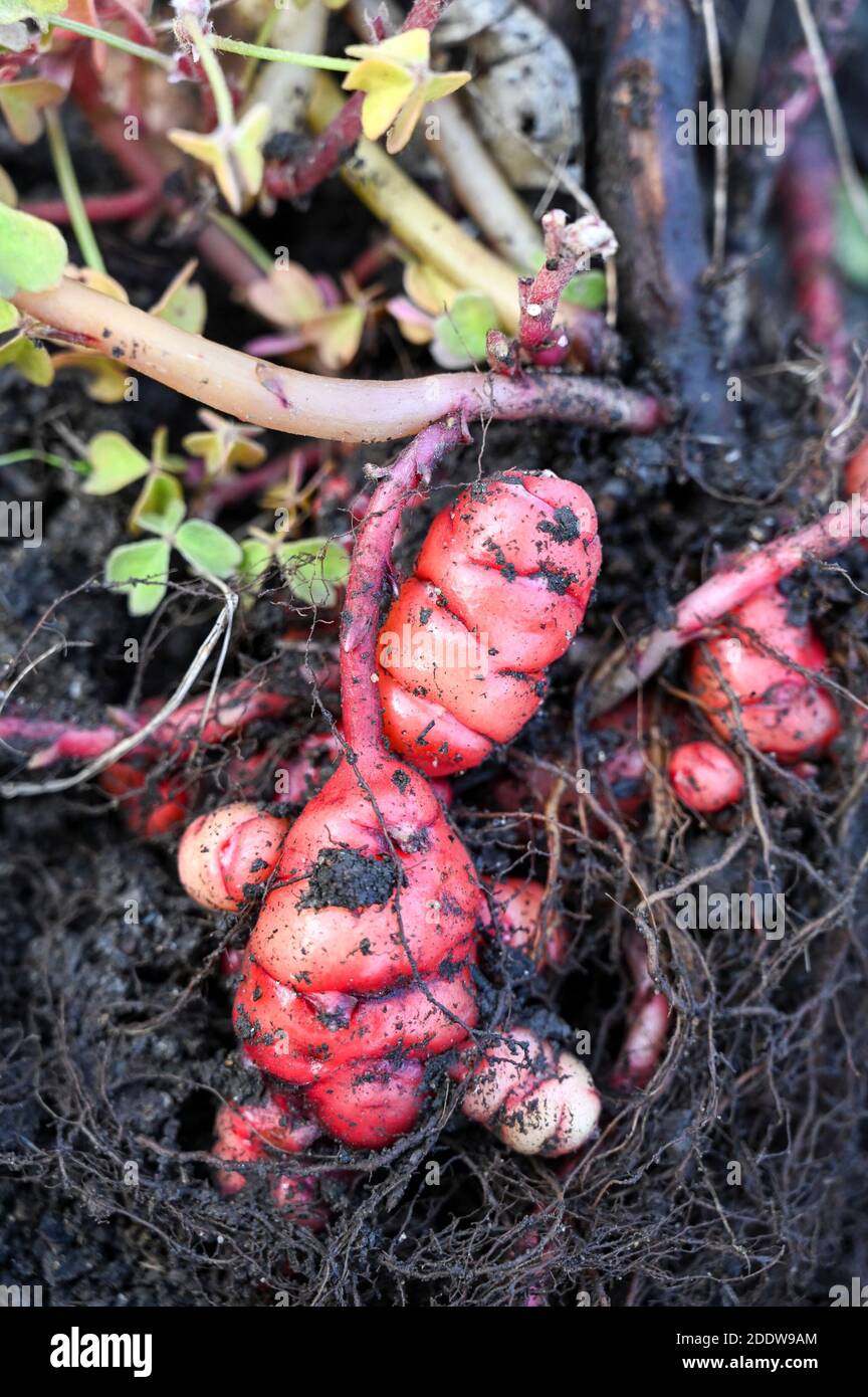 Oca new zealand yam oxalis hires stock photography and images Alamy