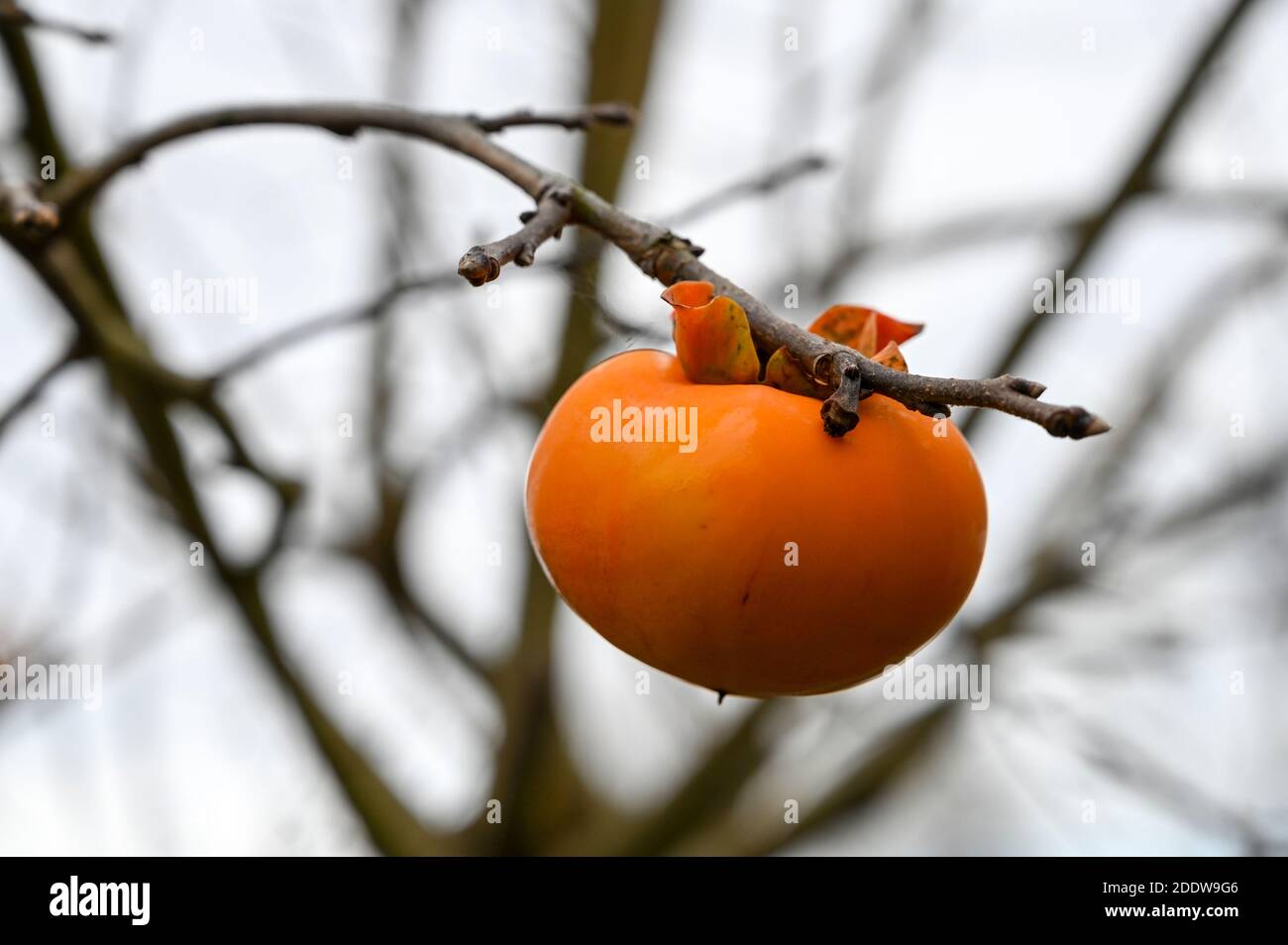 Bright orange Persimmon fruit growing on a tree in winter. Stock Photo