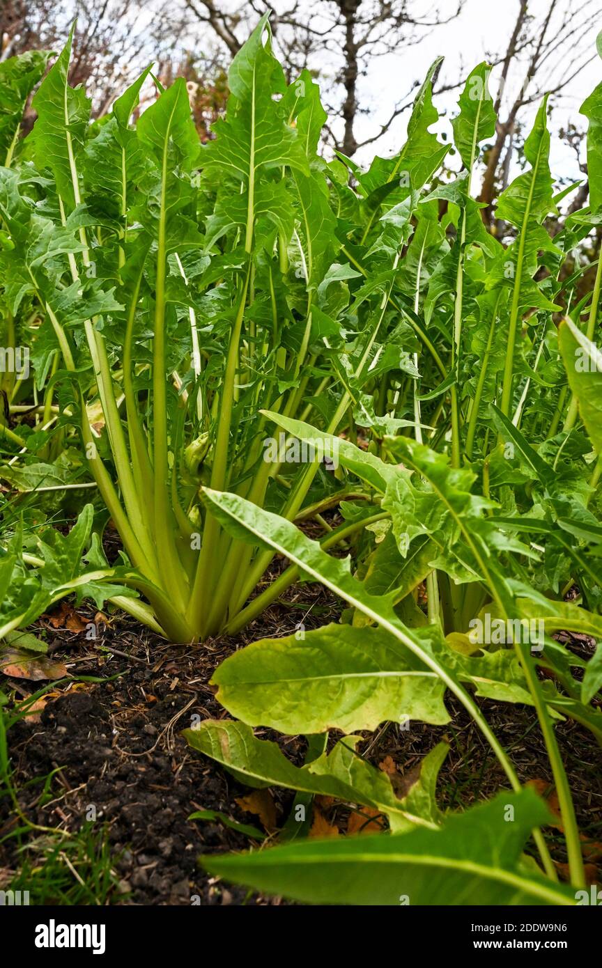 Puntarelle, cicoria catalogna, growing naturally in autumn, prized by many for its peppery leaves and tasty heart. Stock Photo
