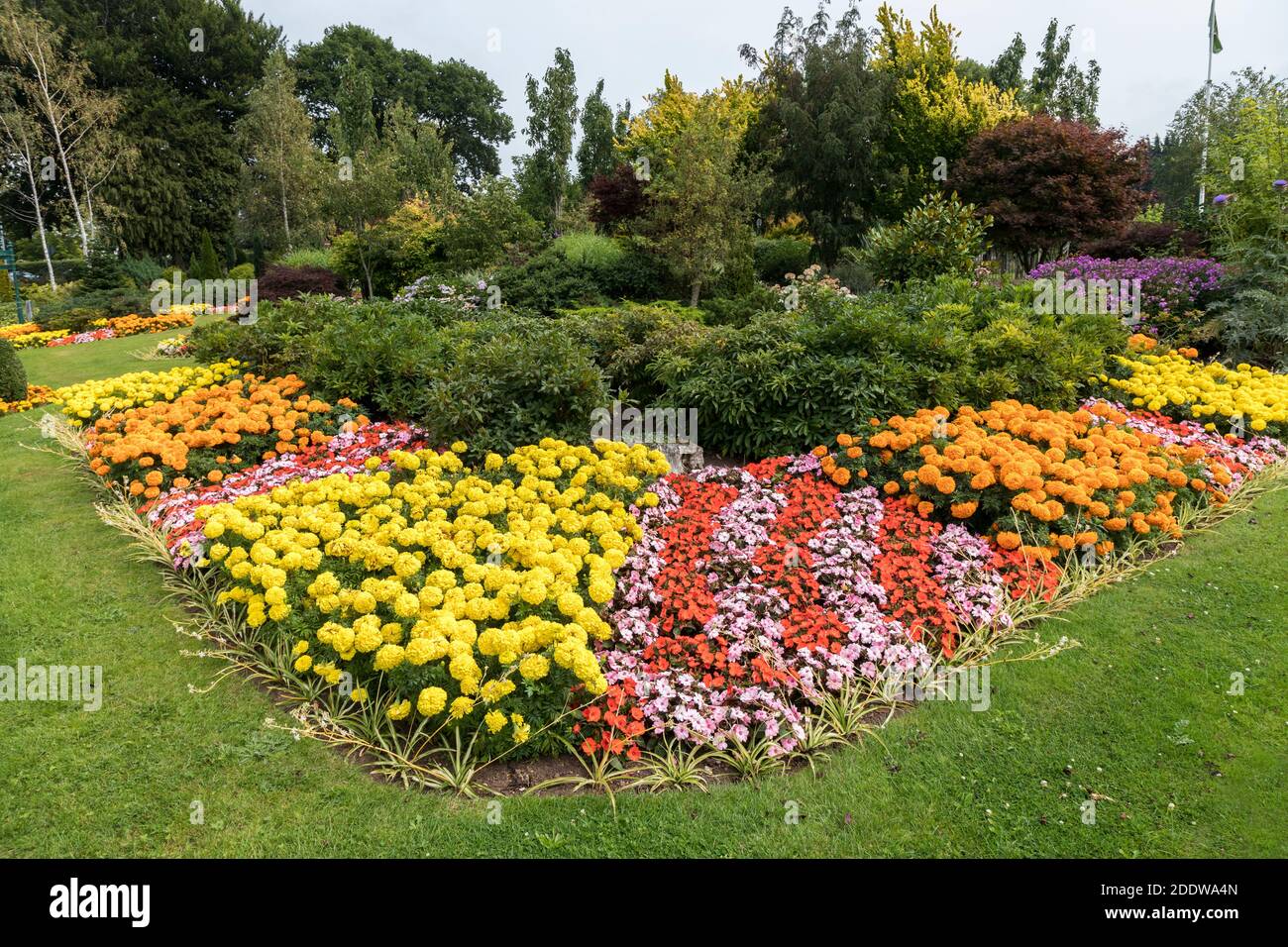 Marigold flowers petunia flowers hires stock photography and images