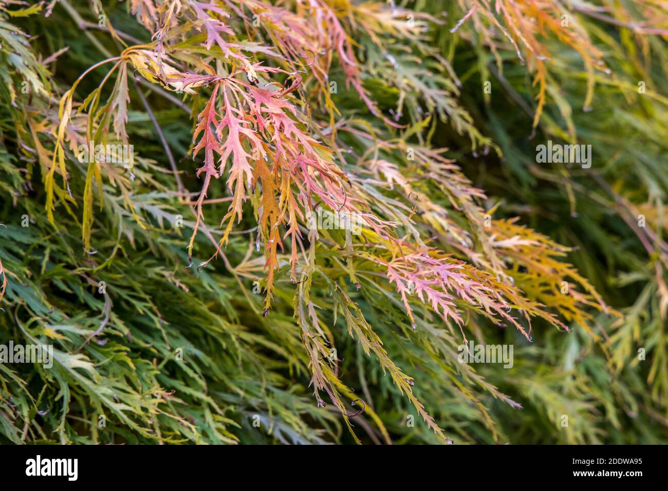 Leaves changing colour on acer tree, Abergavenny, Wales, UK Stock Photo