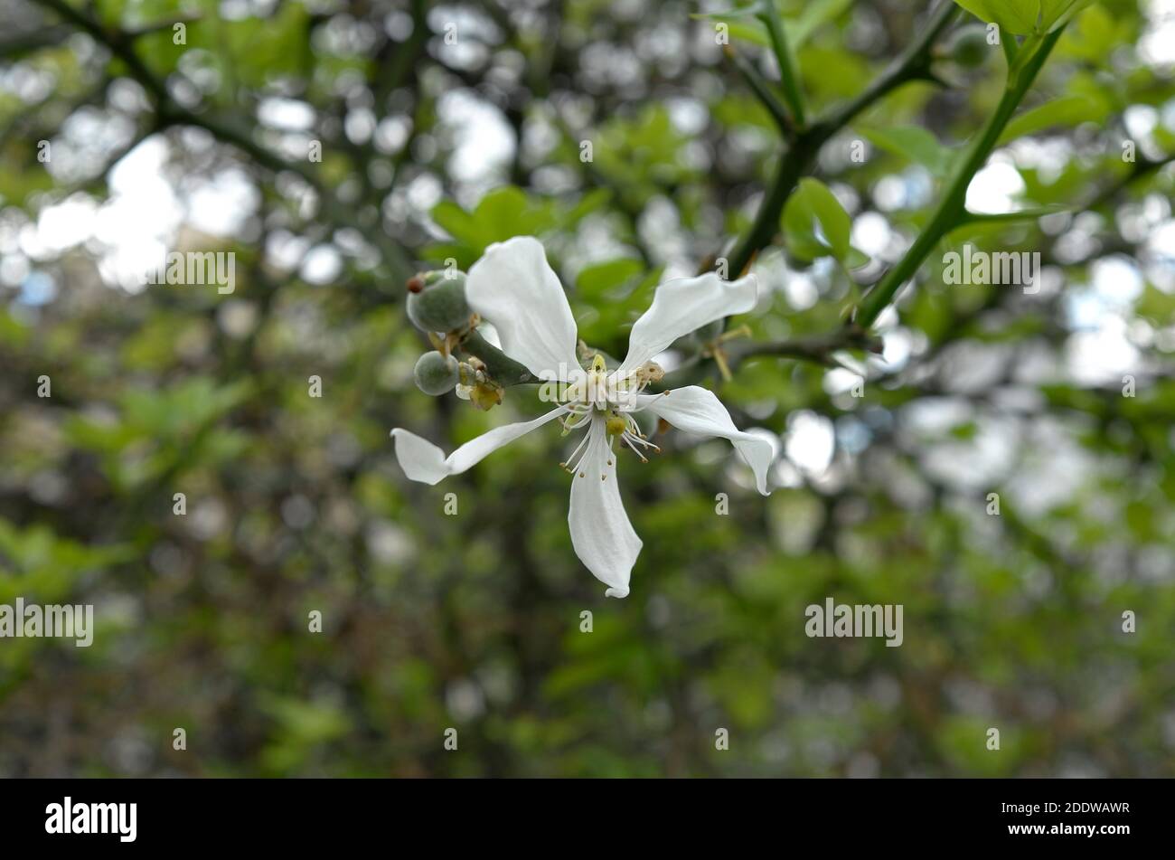 A flower on Trifoliate orange (Poncirus trifoliata), a hardy type of citrus often used as rootstock for other citrus to be grafted on Stock Photo