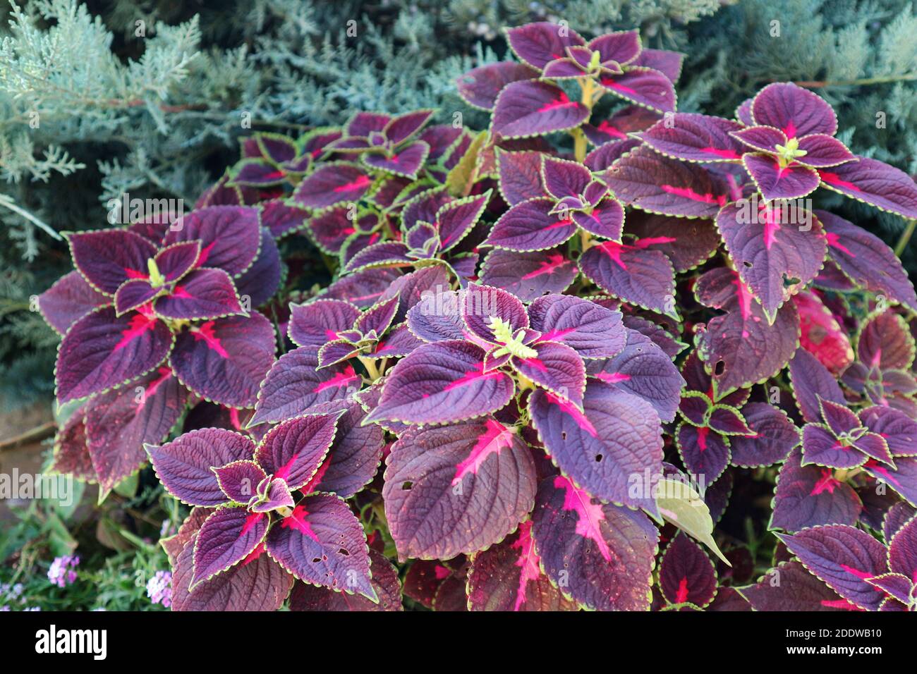 Common coleus or Plectranthus scutellarioides plant. Purple leaves of the painted nettle in garden. Stock Photo