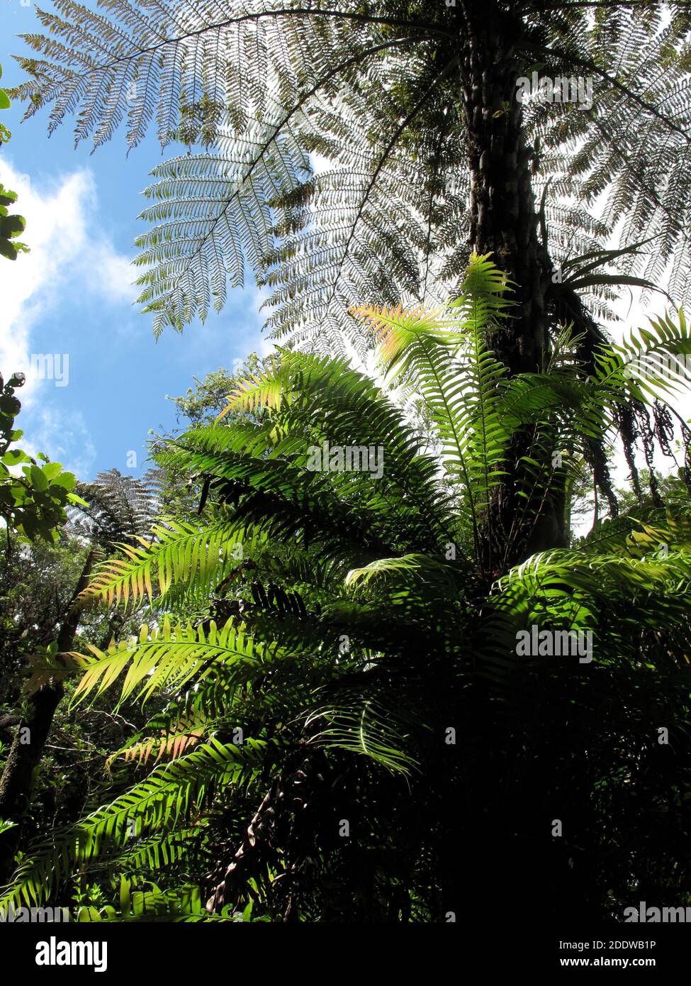 Epiphytic fern (Blechnum attenuatum) growing on tree fern (Cyathea glauca)  on Reunion island (the tree fern is tripinnate and the fern is bipinnate) Stock Photo