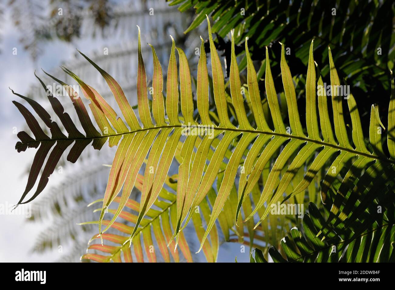 A frond of pointed hard fern catching sunlight in a rainforest Stock Photo