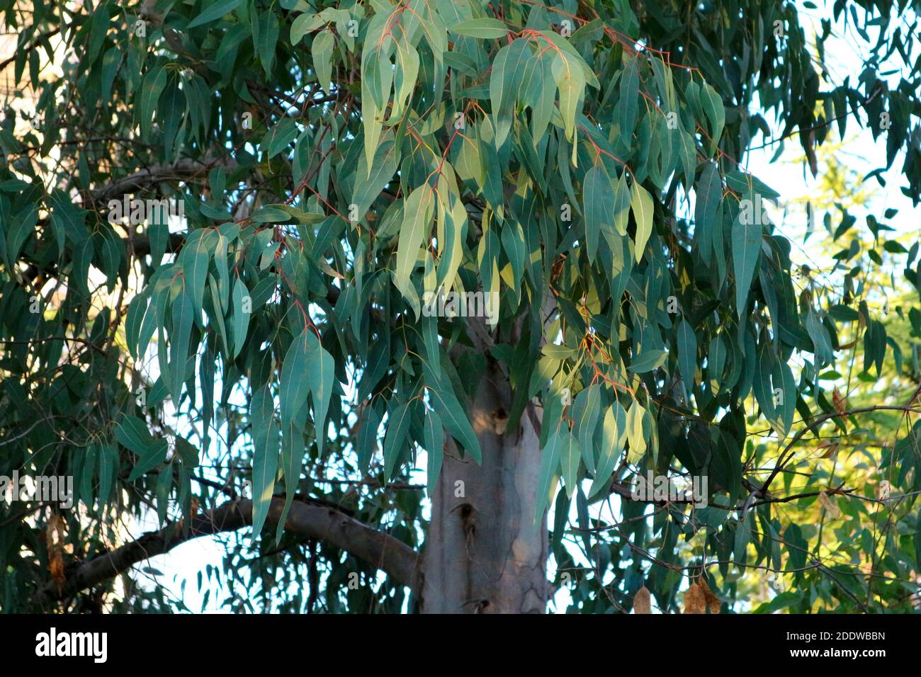 Eucalyptus tree leaves hi-res stock photography and images - Alamy