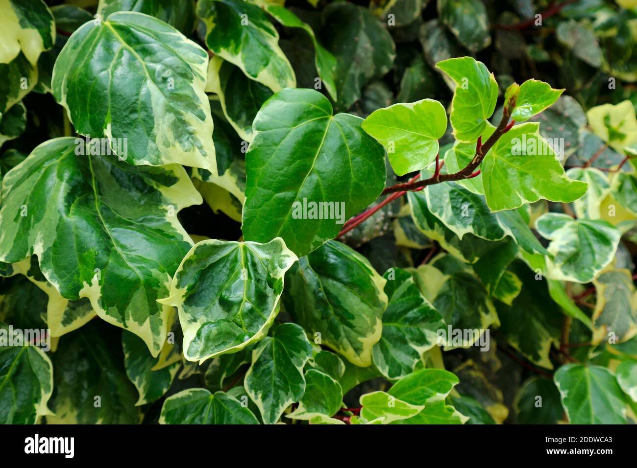 Variegated ivy climbing fence hi-res stock photography and images - Alamy