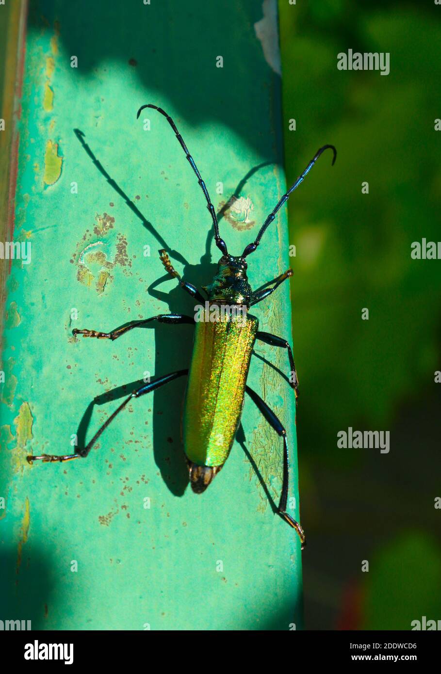 Big golden-green beetle Spanish Fly (cantharis lytta vesicatoria). The source of the terpenoid cantharidin, a toxic blistering agent Stock Photo