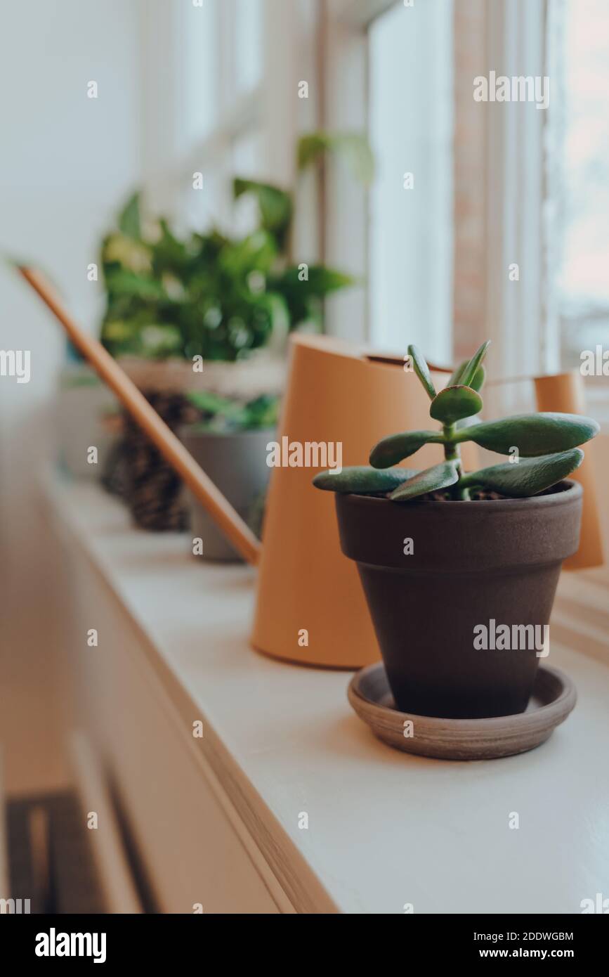 baby lemon leaf philodendron Philodendron Hederaceum Lemon Lime - House Plants Delivery Toronto