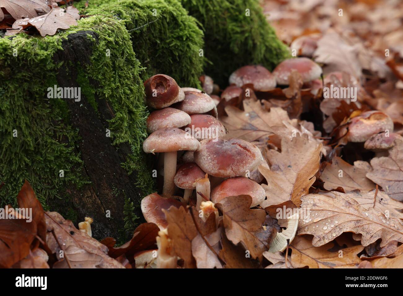 Autumn mushrooms grow in the forest on a stump Stock Photo - Alamy