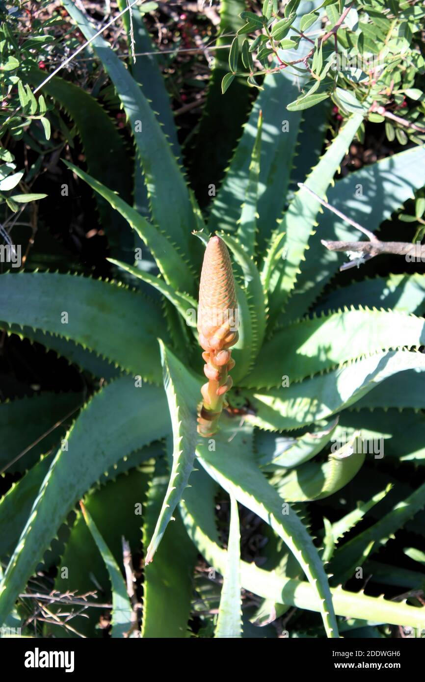 Mallorca, Aloe vera plant blooming at the coast Stock Photo - Alamy
