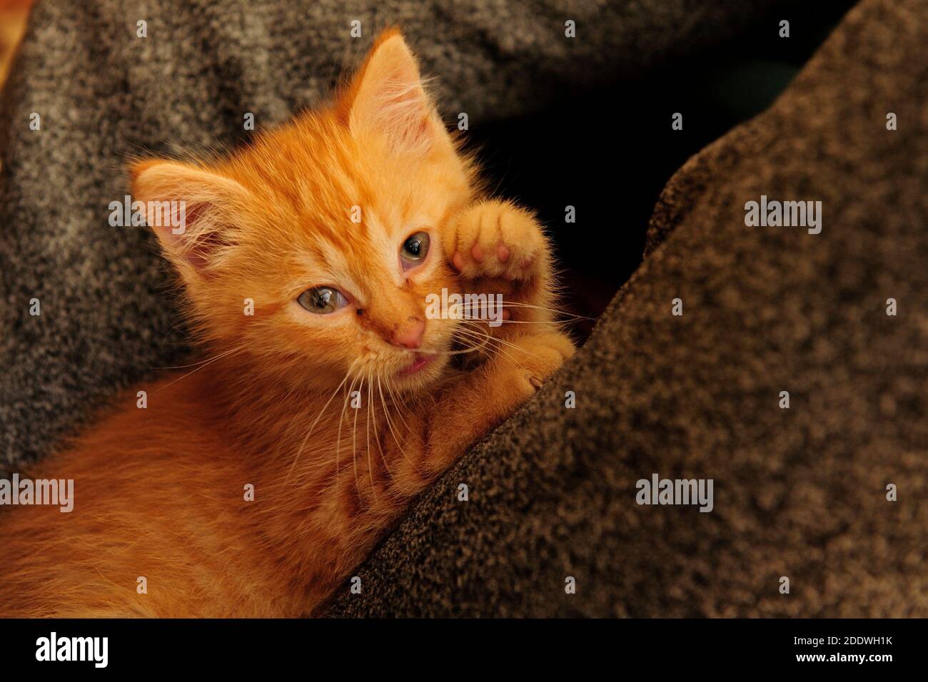animals, cat, ear, emotion, empty, expression, eyes, young, domestic