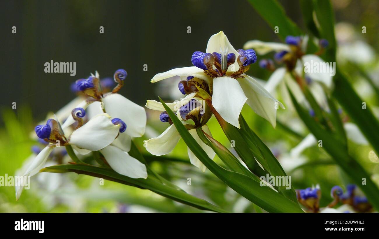 a closeup sot of neomarica gracilis flowers outdoors Stock Photo