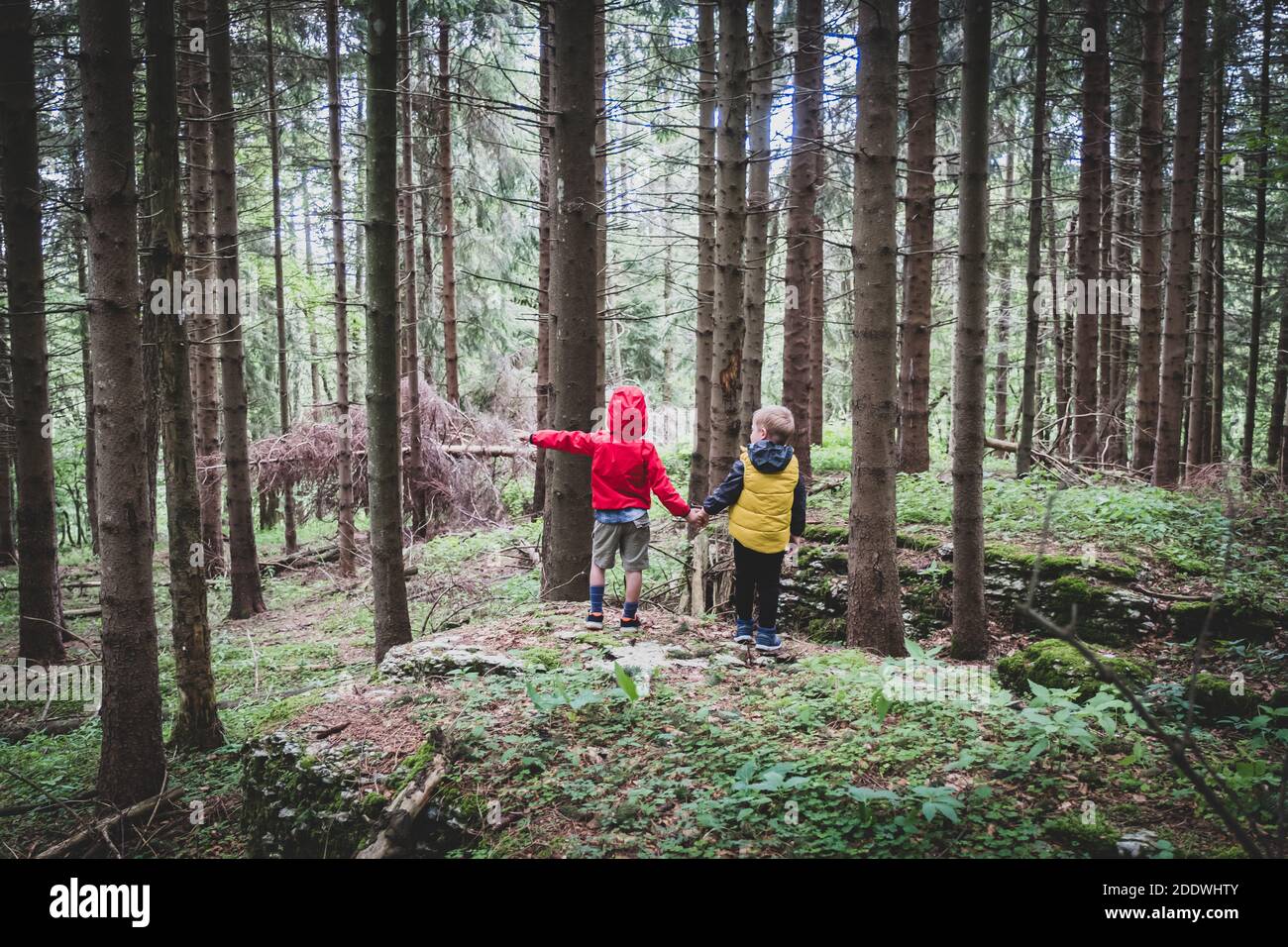 Two children together by the hand in the forest - Two brothers walking ...