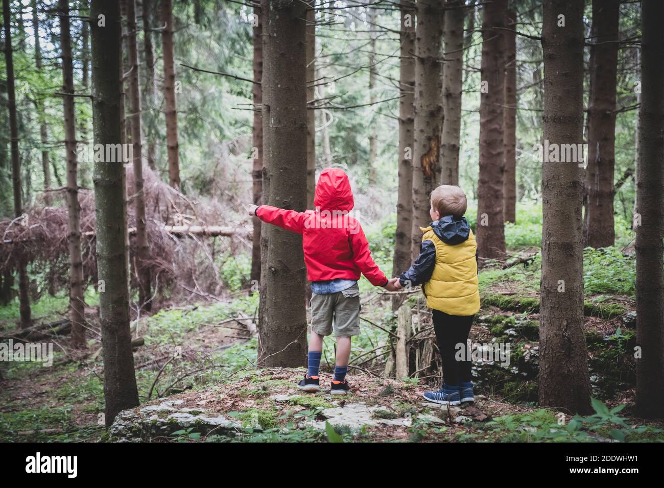 Two children together by the hand in the forest - Two brothers walking ...