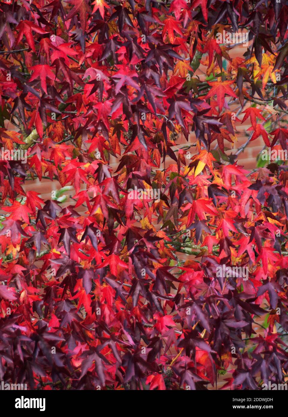 A brilliant autumn display of American sweet gum leaves, Liquidambar