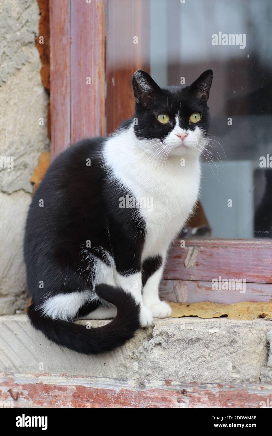 Black And White Cat Sitting On The Old Window Stock Photo Alamy