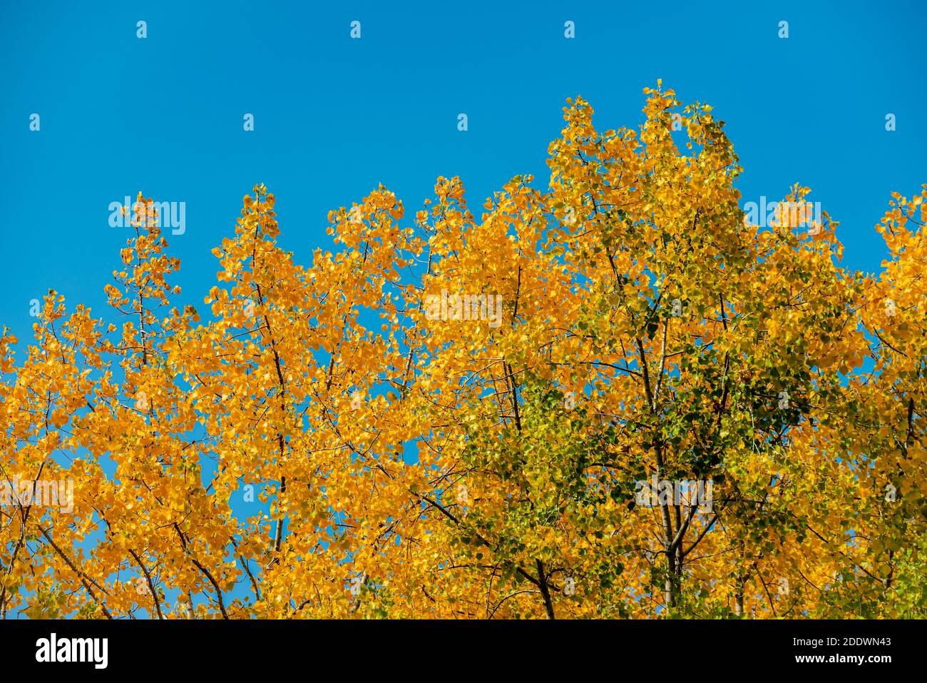 Autumn colors in the park Stock Photo - Alamy