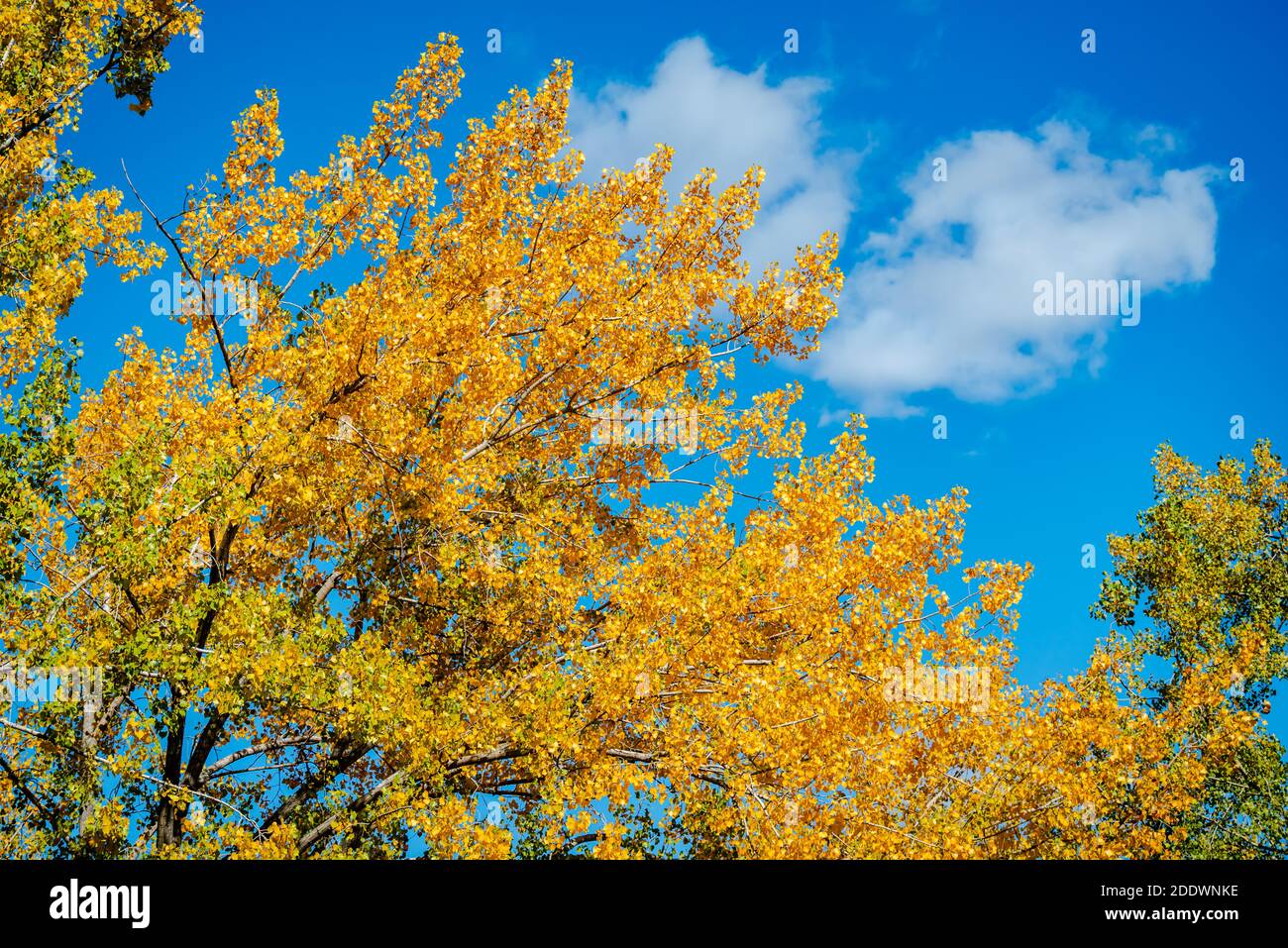 Autumn colors in the park Stock Photo - Alamy