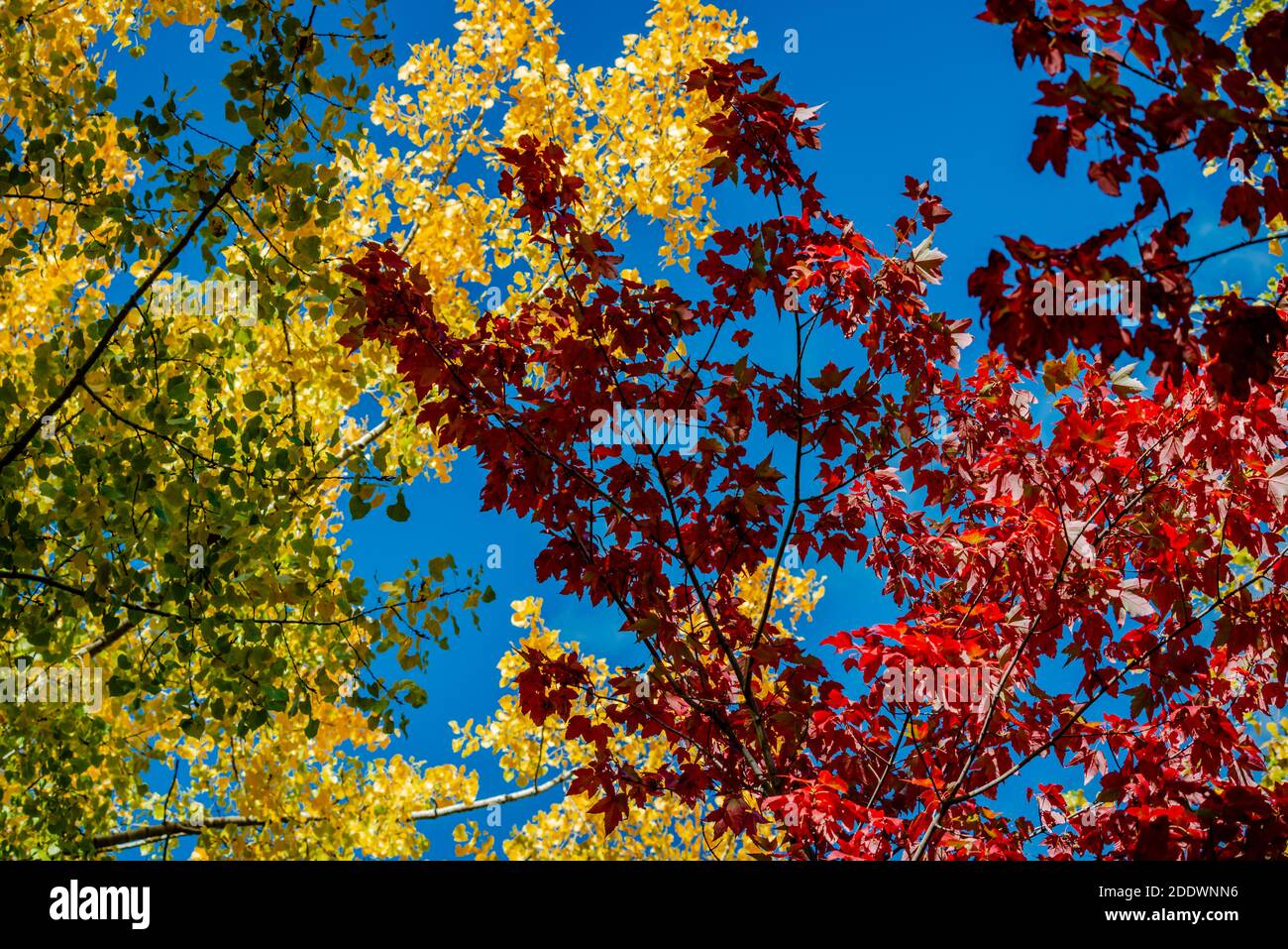 Autumn colors in the park Stock Photo - Alamy