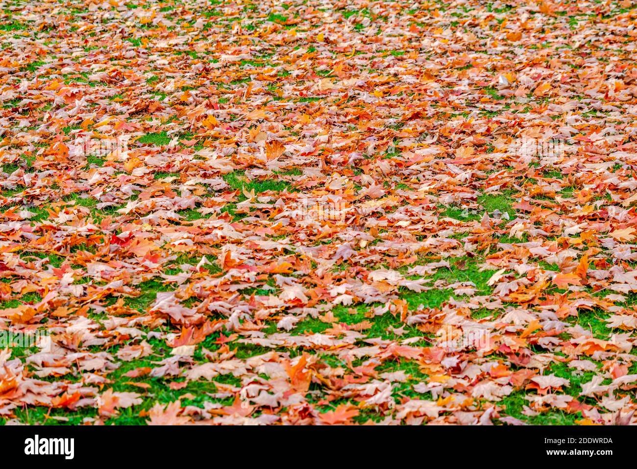 Autumn colors in the park Stock Photo - Alamy