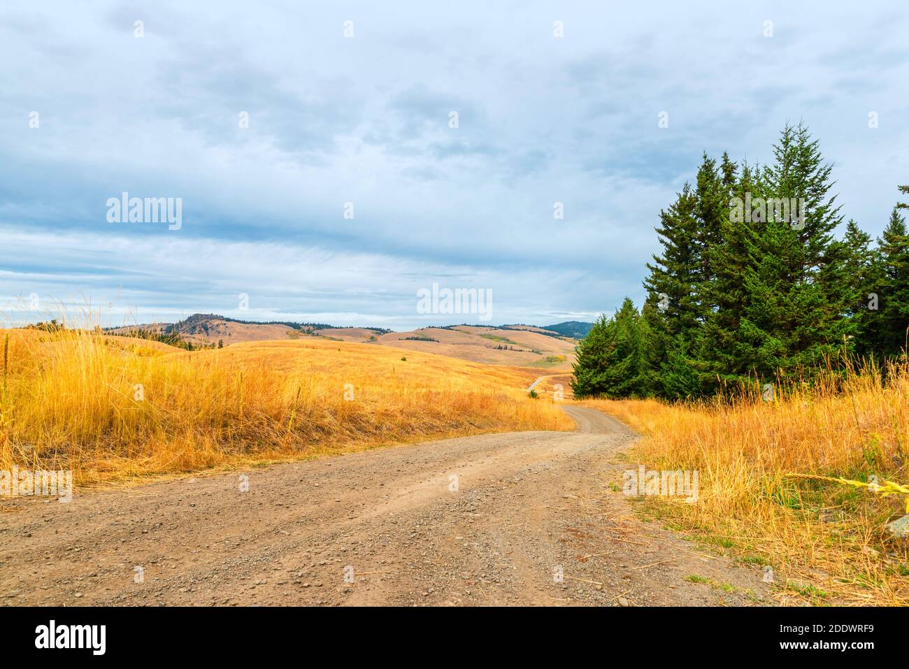 The country winding road leading into the distance to the hills. Tall, yellow grass along the sides of the road, green trees in the foreground, and fo Stock Photo