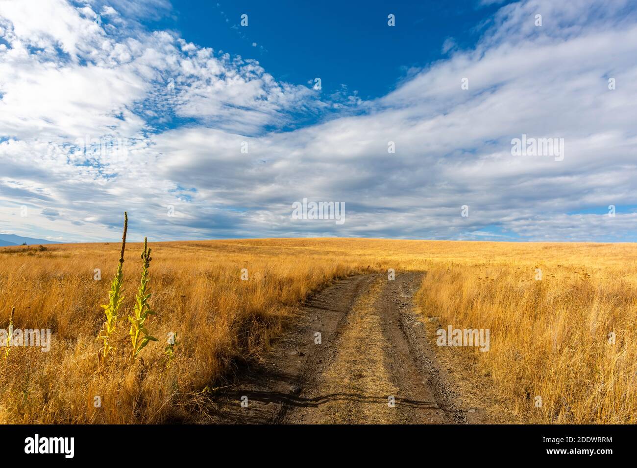 Dirt road in the steppe between yellow grass, blue sky with white clouds in the background. Stock Photo