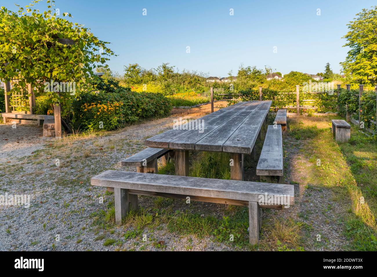 A wooden table and benches dug in the ground, a porch covered with grape plants, a flower bed, fruits of apples hanging from the trees along the woode Stock Photo