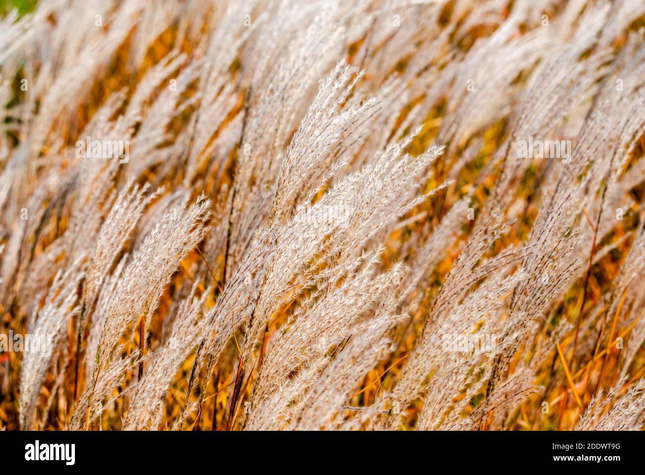 Reeds by the river in the autumn Stock Photo - Alamy