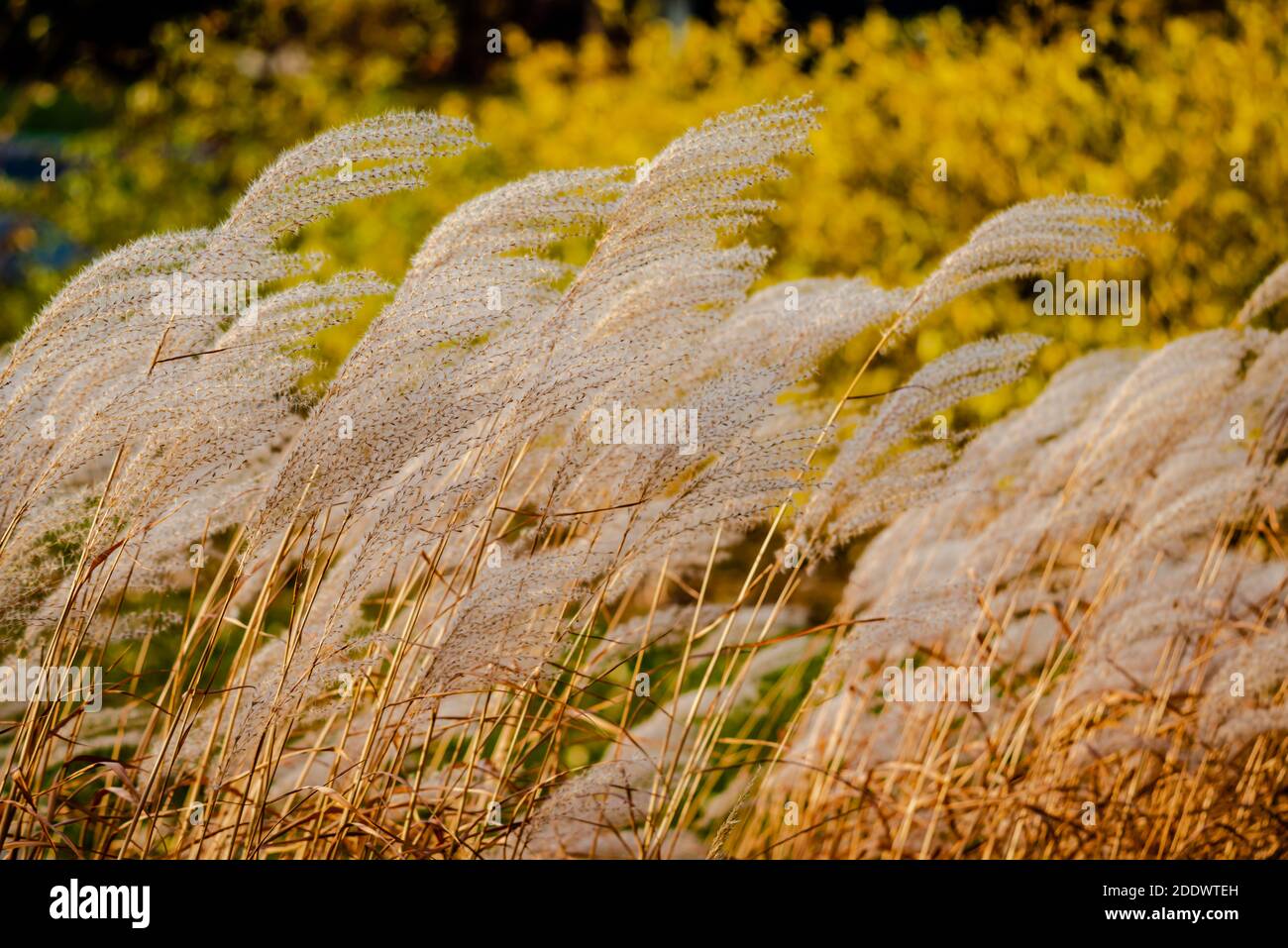 Reeds by the river in the autumn Stock Photo - Alamy