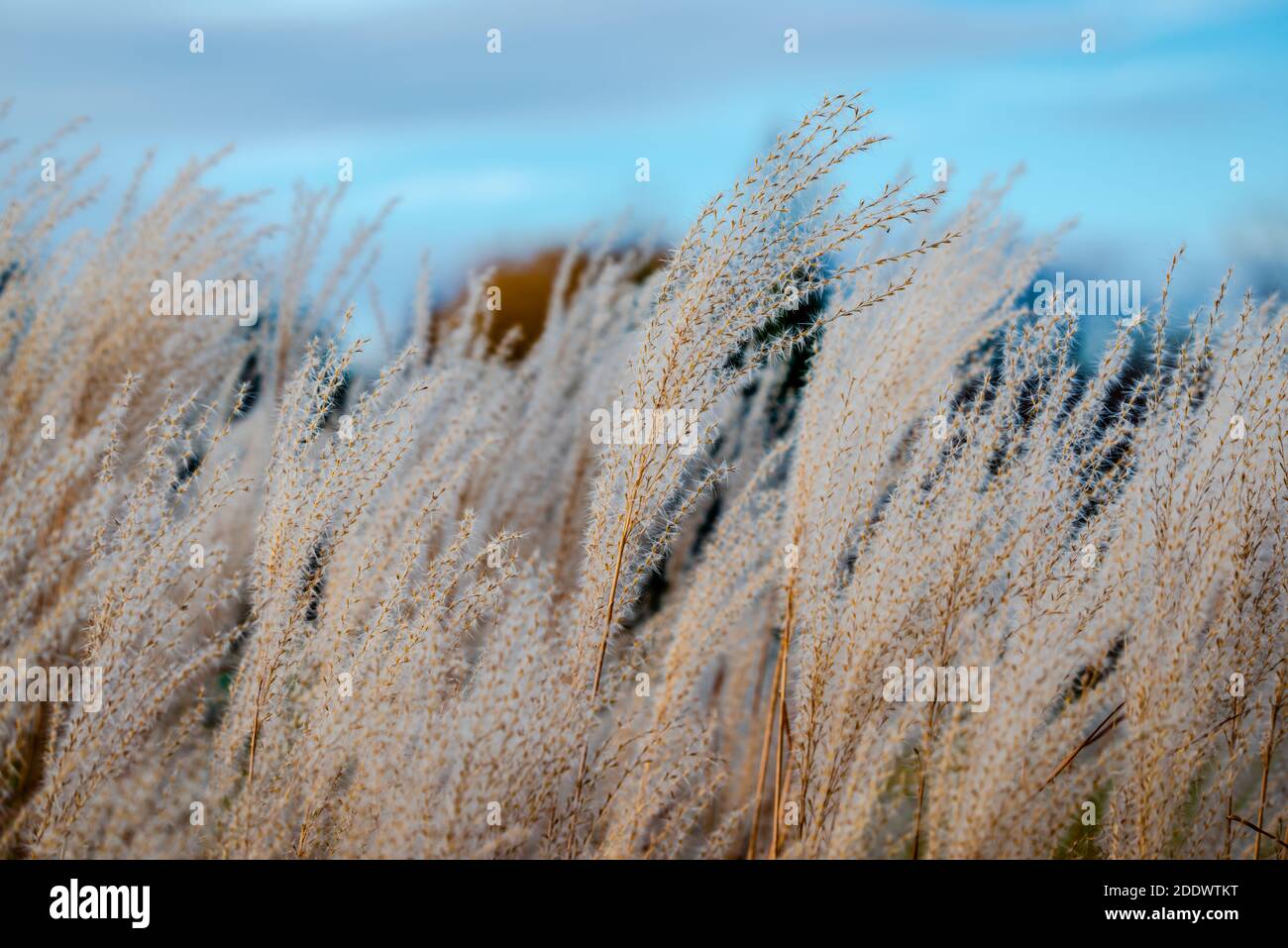 Autumn rivers blue rivers hi-res stock photography and images - Alamy