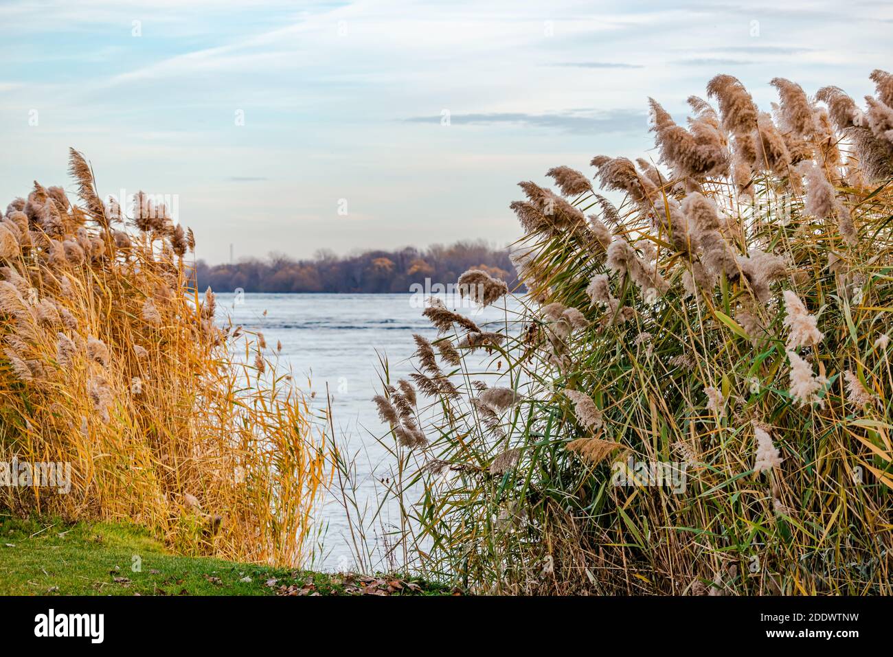 Beautiful autumn lake reeds on hi-res stock photography and images - Alamy