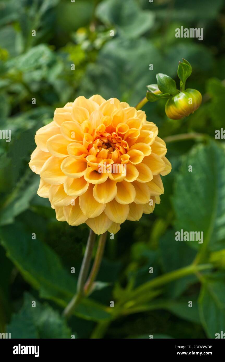 Close up of Dahlia Coup de Soleil a decorative dahlia  that is summer flowering  A tuberous plant that is deciduous and half hardy Stock Photo
