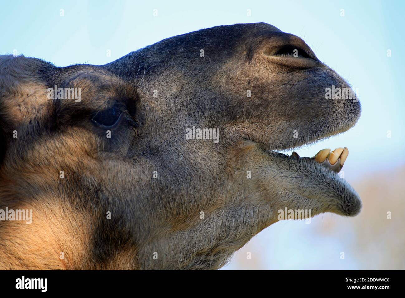 The head of a Dromedary Stock Photo