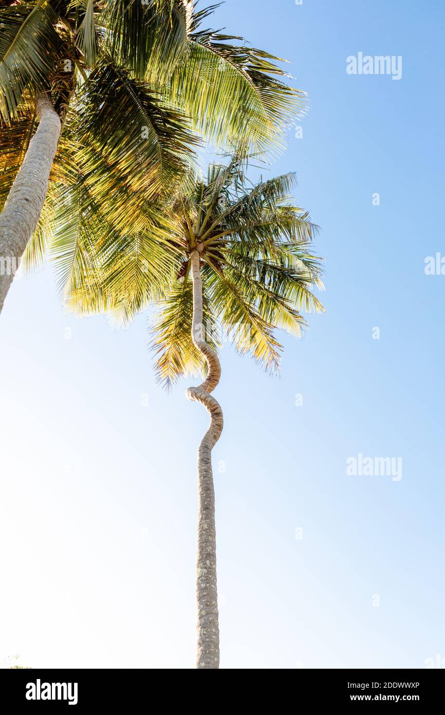 Spiral palm tree hi-res stock photography and images - Alamy