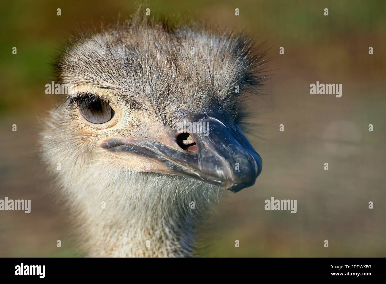 Ostrich face hi-res stock photography and images - Alamy