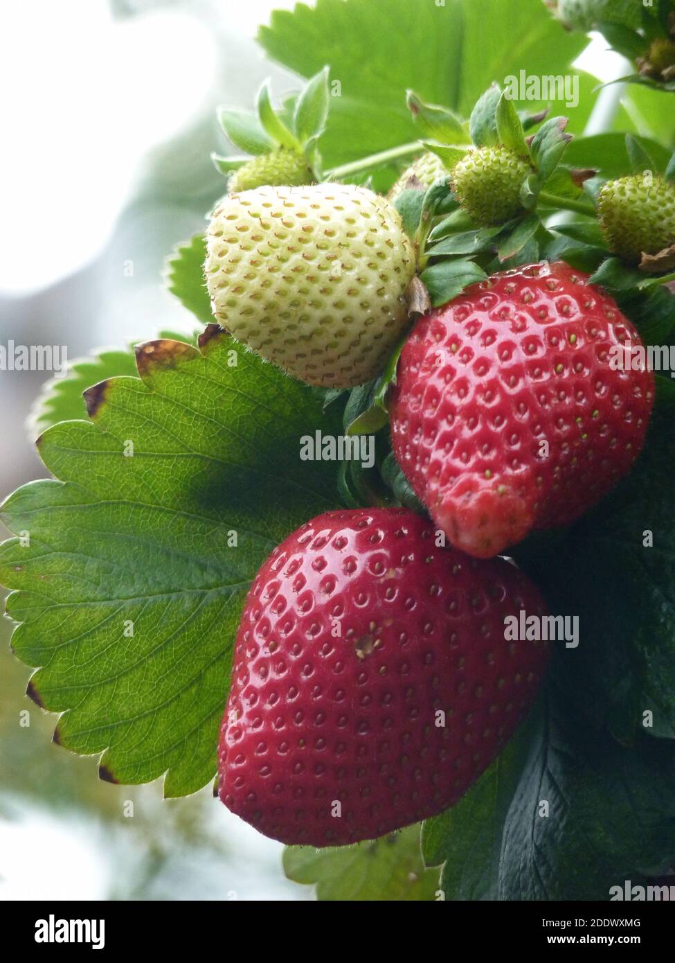 Strawberries fruit unripe hi-res stock photography and images - Alamy