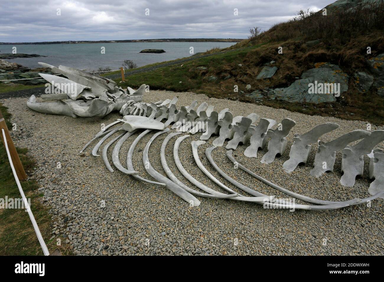 Balene whale skeleton Stock Photo