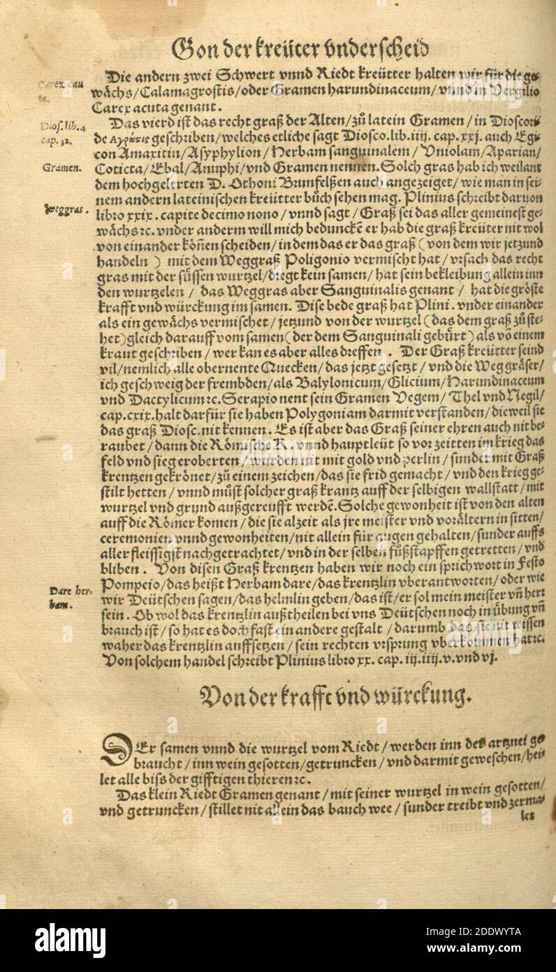 Kreüter Buch, darin Underscheid, Würckung und Namen der Kreüter so in Deutschen Landen wachsen (Page (504)) Stock Photo