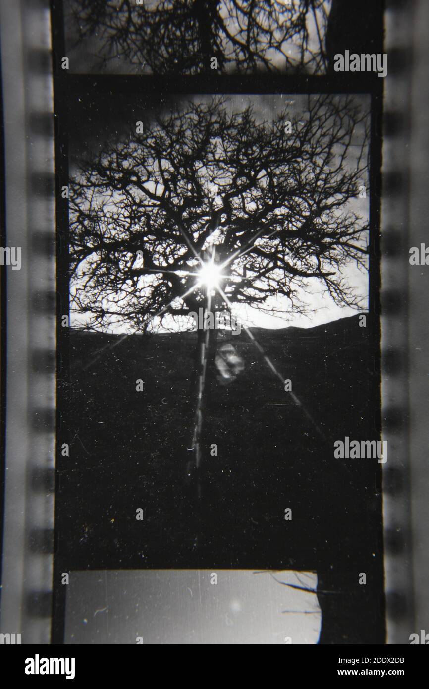 Fine 1970s vintage black and white photography of the natural beauty of ...