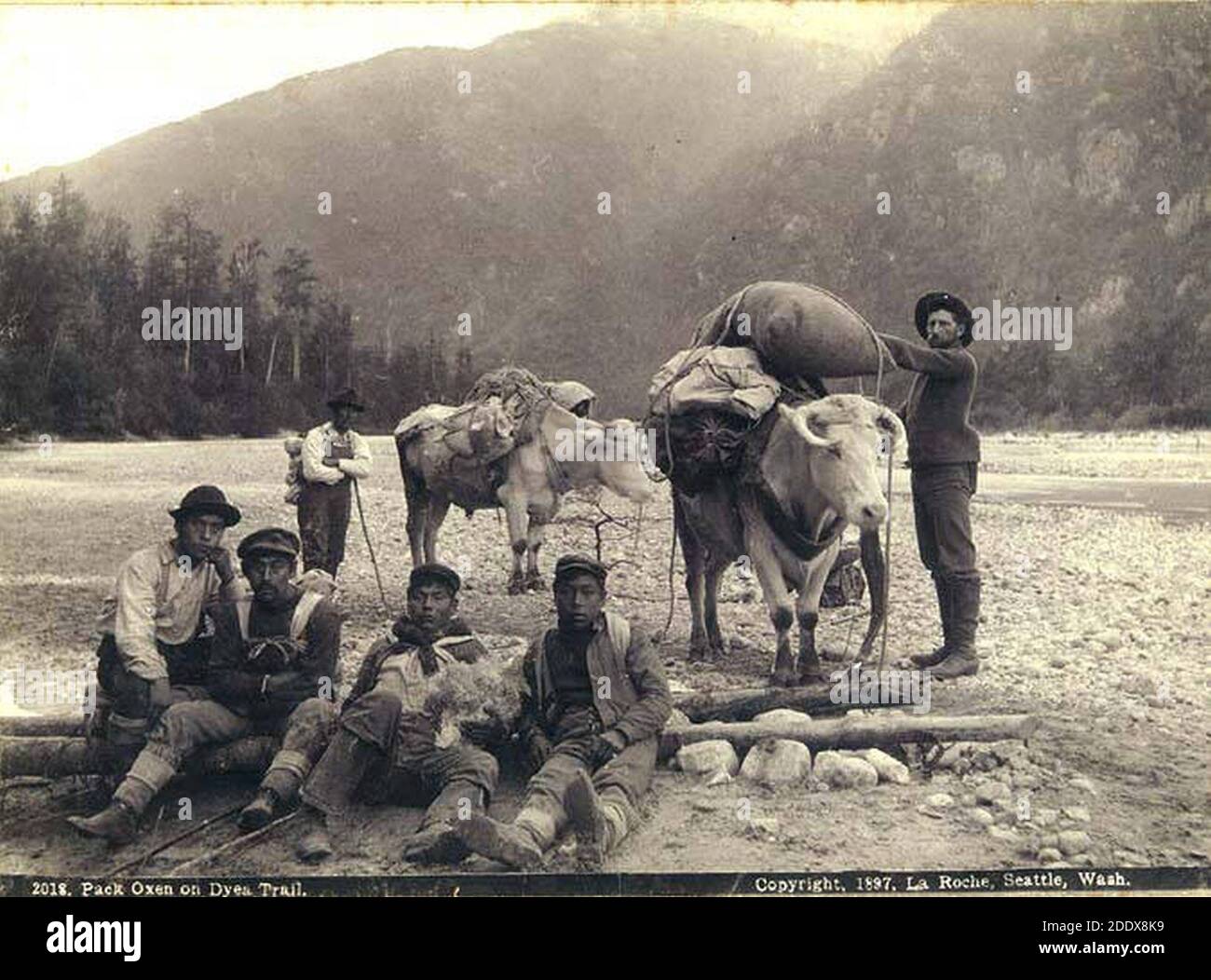 Packers Excursion Train Klondiker with group of five Indian packers and a two oxen packtrain on ...