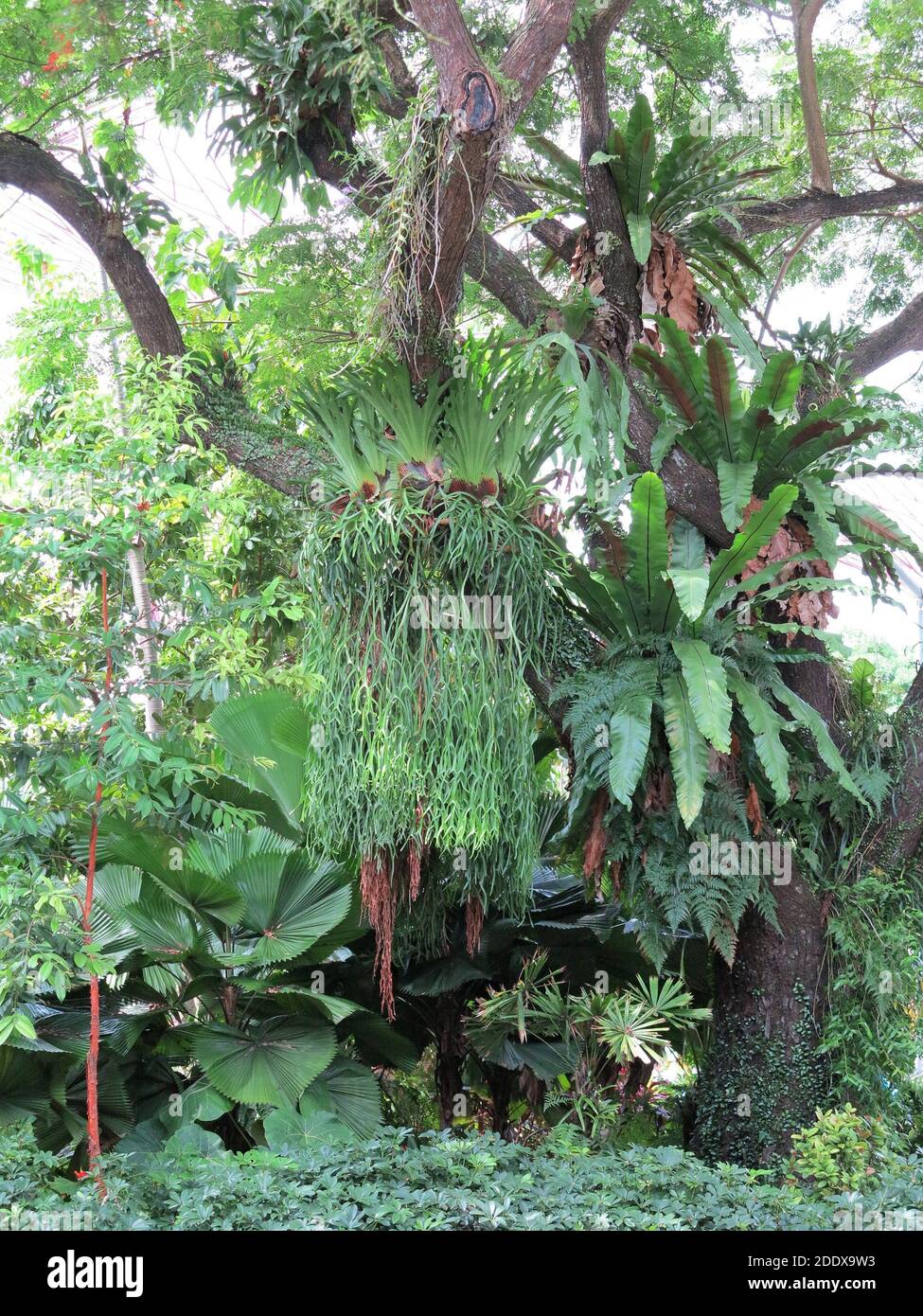 Epiphytic Ferns that grow naturally on trees, Platycerium bifurcatum (Elkhorn Fern), and others. Stock Photo