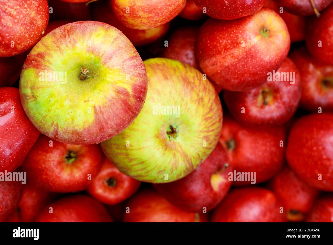 Close up honeycrisp apples. Healthy diet food concept. Top view Stock