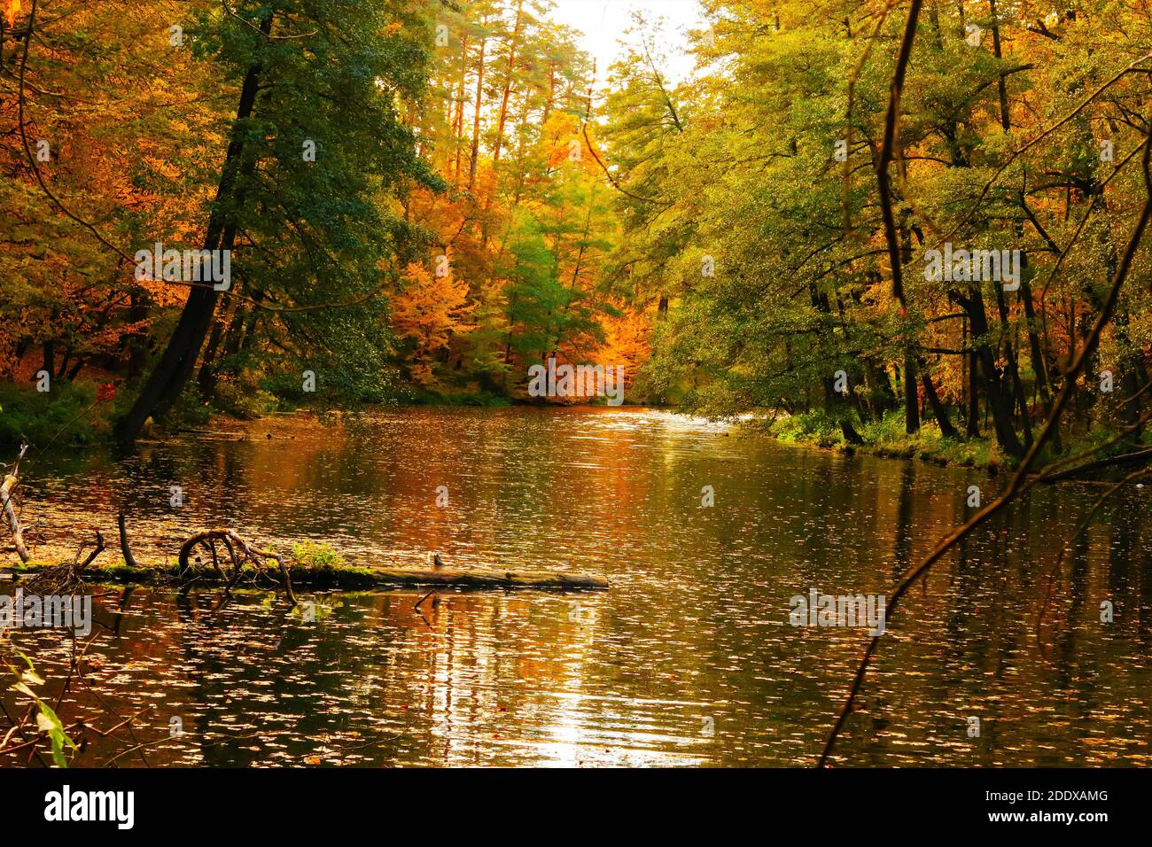 Colorful golden yellow and green autumn in the forest with river reflection. Stock Photo