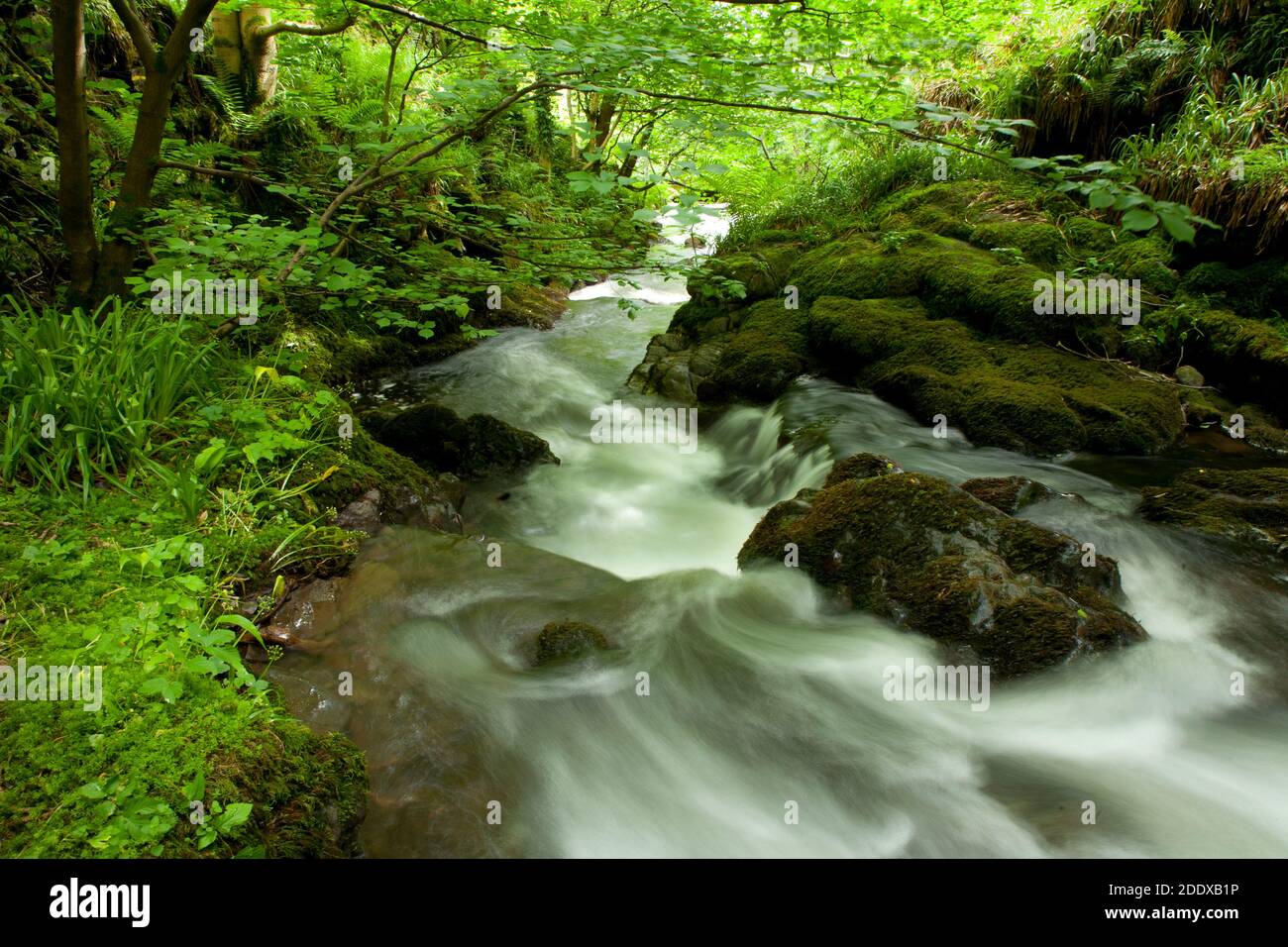 Alva Glen is a spectacular gorge in Scotland situated above the village of Alva at the foot of the Ochil Hills.There many wild flowers and wildlife. Stock Photo