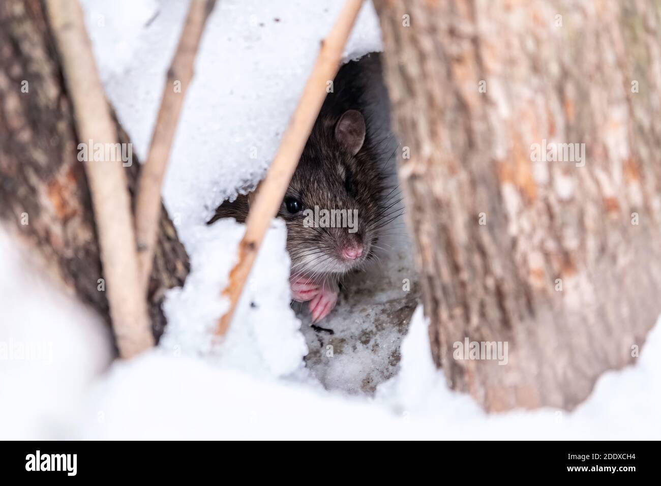 The Rat Looks Out Of Its Burrow The Brown Rat Lat Rattus Norvegicus Also Known As The Common Street Norway Or Norwegian Rat Stock Photo Alamy