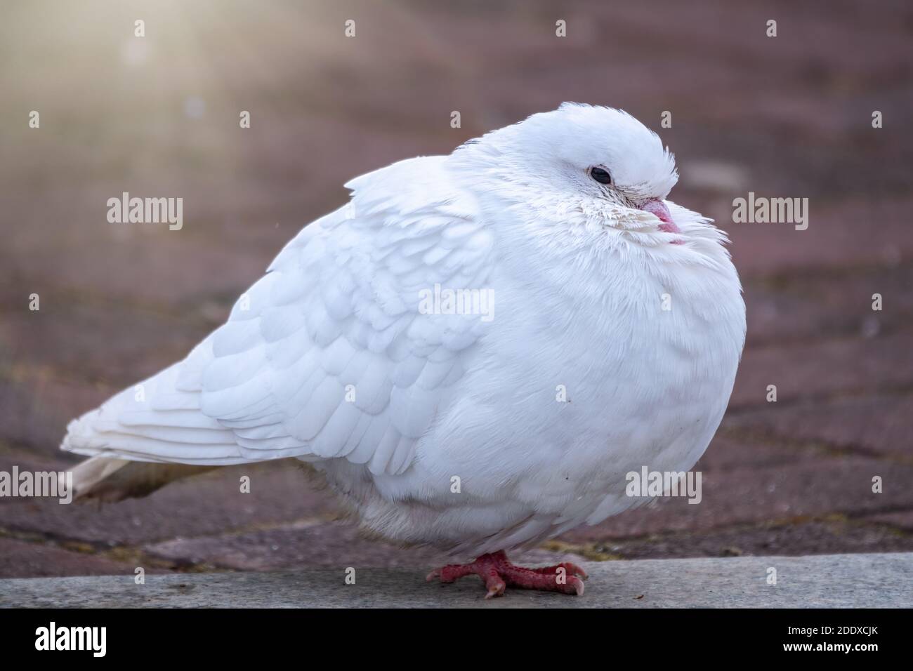A beautiful white pigeon on the ground. A beautiful white dove sits on